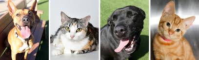 Maybe you would like to learn more about one of these? Humane Society Of Northeast Georgia Linkedin