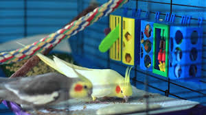 How To Keep Your Cockatiel Happy 13 Steps With Pictures