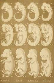 Die biogenetische grundregel besagt, dass „die einzelentwicklung (ontogenie) eine wiederholung der stammesentwicklung (phylogenie) ist. Biogenetisches Grundgesetz Anthrowiki