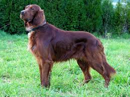 Irish Setter Wikipedia