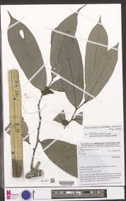 Image result for Polyceratocarpus