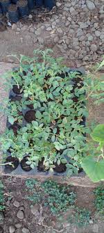 🌱 Grateful to BPI for the generous seedling donation! Thanks to BPI  Manager Doris Paz I. Discaya, La Granja Farm School is gearing up for the  Regional Expo in May 2024. This