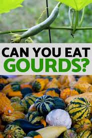 Can You Eat Gourds Or Should They Stay Decoration Only Vegetable Garden For Beginners Growing Organic Vegetables Gourd Vegetable