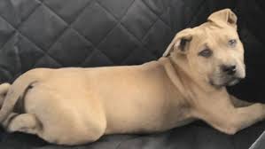 Dog protects puppy from snake ! Pit Bull Dies After Giving His Life To Protect Kids From Aggressive Snake Rest In Peace Laptrinhx News