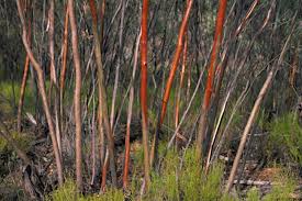 Image result for Eucalyptus sp.