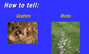 Snakes, cats, and owls are the natural predators of these rodents. Get Rid Of Gophers With Brezden S Gopher Eradication Equipment Brezden Pest Control