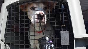 Committed alliance to strays, c.a.t.s. Oregon Humane Society Working To Help Pets Affected By Hurricane Laura Katu