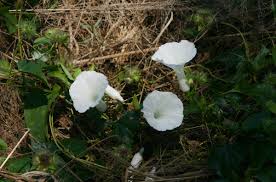 Image result for Ipomoea shupangensis