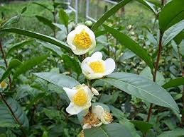 Image result for Camellia sinensis