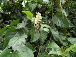 Image result for Phytolacca dodecandra