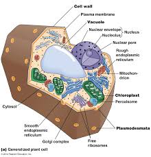 If so, you may need to memorize the animal cell, its organelles, and their functions. Biol2060 Cell Biology