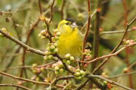La symphorine ou arbres à perles : Une Haie Pour Les Oiseaux Oiseaux Et Papillons Au Jardin