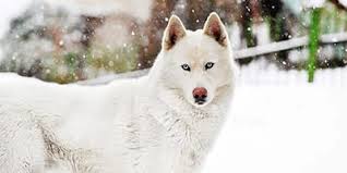 Official state dog of alaska. 85 Stunning Alaskan Dog Names My Dog S Name