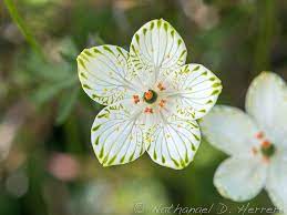 Largeleaf Grass Of Parnassus Parnassia Grandifolia Wonderful Flowers Ornamental Plants Unusual Flowers