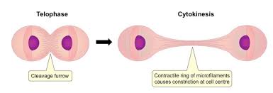 In plant cells cytokinesis proceeds through the formation of a cleavage furrow. Cytokinesis Proteins Research Tools Creative Biomart Creative Biomart