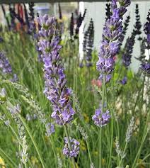While dealing with a stressed mind during work. How To Grow Lavender At Home In India India Gardening