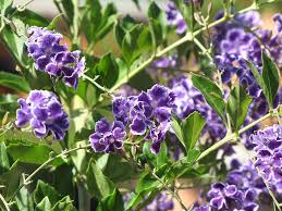 Image result for Duranta erecta