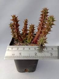 Image result for Huernia verekeri