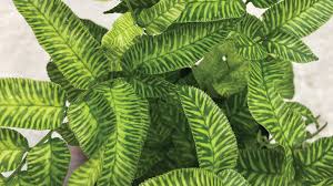 Image result for Coniogramme