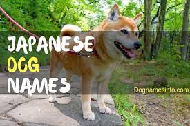 We've asked our giant list of subscribers to tell us their dogs names and here's what we got! Japanese Dog Names 225 Unique Ideas For Male Female Dogs 2021