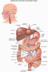 The Structure And Function Of The Digestive System Digestive System Anatomy Human Digestive System Digestive System