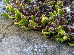 Image result for Grammitis cryptophlebia