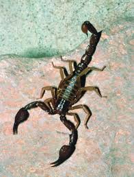 Akrep son bölüm izle, akrep dizisinin tüm bölümlerini full hd ve kesintisiz olarak izleyin. Scorpion An Overview Sciencedirect Topics