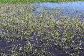 Image result for Polystachya melanantha