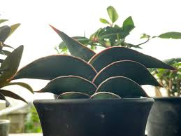 サンスベリアの種類一覧｜レア度の高い希少品種は？細い種類も人気？｜🍀GreenSnap（グリーンスナップ）