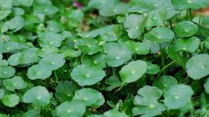 Maybe you would like to learn more about one of these? Jangan Dicabut Dulu 9 Rumput Liar Ini Berkhasiat Obat Hingga Imunitas Klik Hijau