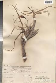 Image result for Xerophyta pseudopinifolia