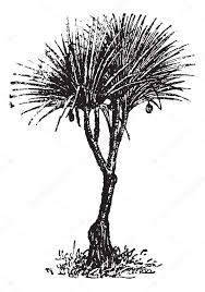 Image result for Pandanus candelabrum