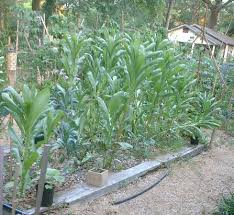 Image result for Lactuca indica