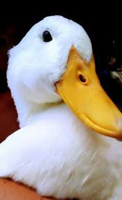 Can T Get You Outta My Head Peking Duk Pekin Duck I M A Beauty Pekin Duck Pet Ducks Pet Birds