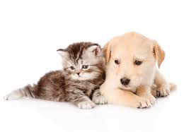 Dog And Cat Wallpaper Download Cute Cats And Dogs Kittens And Puppies Cute Dogs
