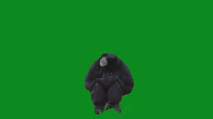 قرد في الشاشة الخضراء Monkey In Green Screen Youtube