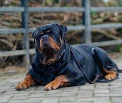 Image result for Rotala gossweileri