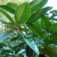 Image result for Ilex latifolia