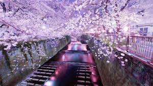 We did not find results for: Japan Cherry Blossoms Tokyo Cityscapes Wallpaper 21041