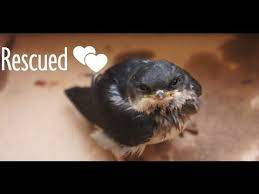Rescued Baby Swallow Bird Swallow Bird Martin Bird Bird