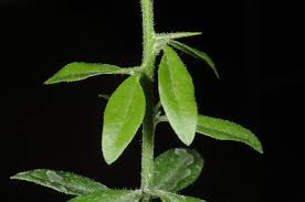 Image result for Balanites aegyptiaca