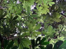 Image result for Myrianthus