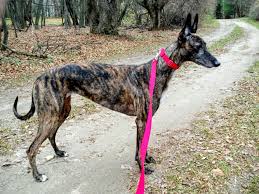Black And White Greyhound Racing Dark Brindle Greyhound So Pretty Grey Hound Dog Greyhound Racing Dogs