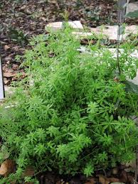 Image result for Galium stenophyllum