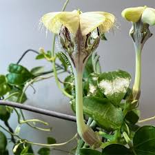 Image result for Ceropegia achtenii