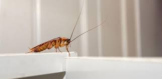 Place chemical baits near garbage cans and underneath sinks and cabinets in kitchens and bathrooms. How To Get Rid Of Kill Cockroaches Roach Control Brand