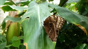 Toute l'équipe du jardin aux papillons de vannes vous souhaite de très belles fêtes de fin d'année pic.twitter.com/hvsd9ijmsu. Jardin Aux Papillons Vannes Youtube