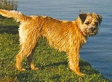 Its fur is thick and loose, something that was useful during your fox hunting peeling involves plucking dead hair by hand or removing it with a paring knife or other stripping tool. Border Terrier Wikipedia