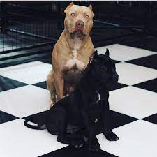 How much do xxl pitbulls cost. A Young Prague Warhol Xxl Designer Pit Bulls In Coventry Ri Dog Breeds That Dont Shed Dog Breeds Beautiful Dogs