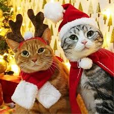 Pin By Alan Joseph On Cute Animals Dog Xmas Christmas Cats Christmas Animals